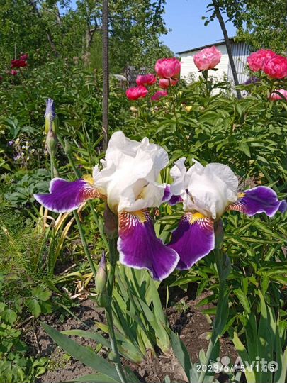 Ирисы