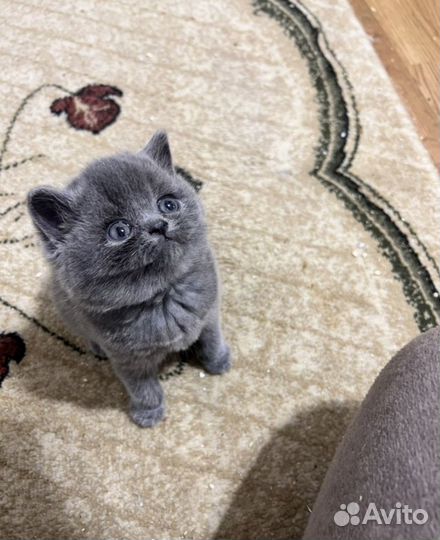 Британская девочка