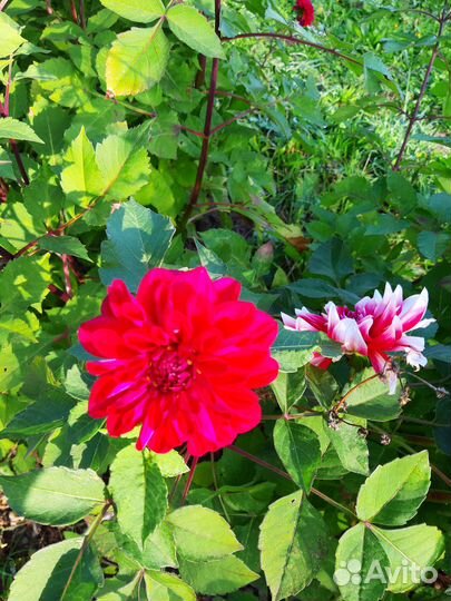 Георгины клубни