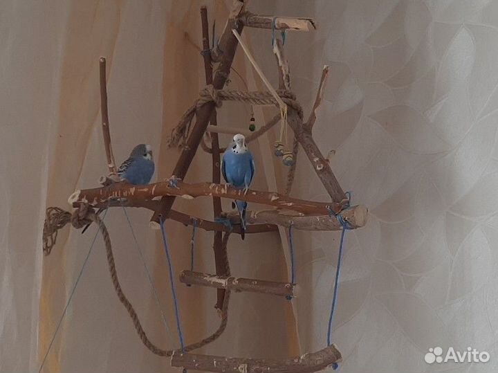 Волнистые попугаи голубые