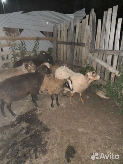 Овцы бараны
