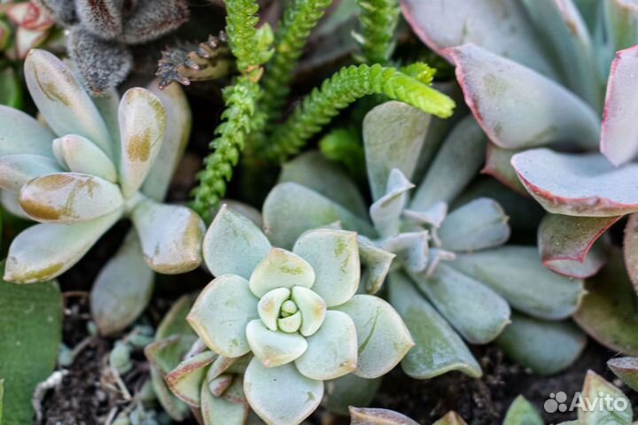 Суккуленты