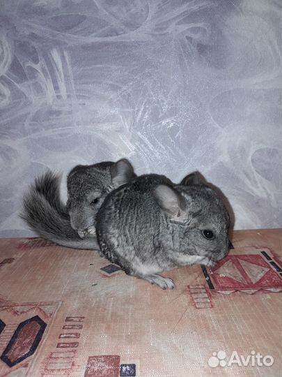 Шиншиллы стандарт