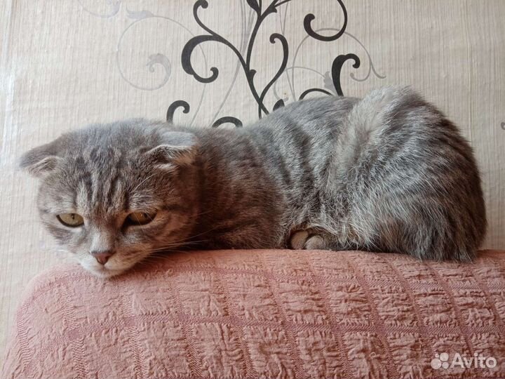 Кошка в дар бесплатно