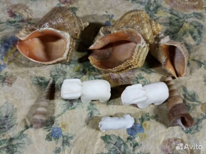Ракушка дла аквариума