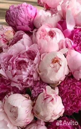 Пионы букет