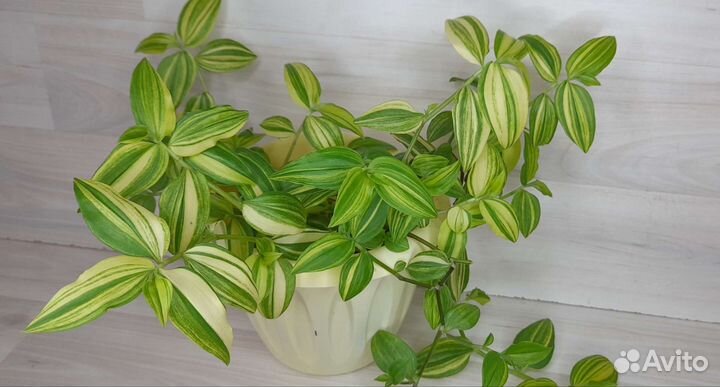 Цветы комнатные