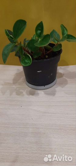 Пеперомия круглолистная