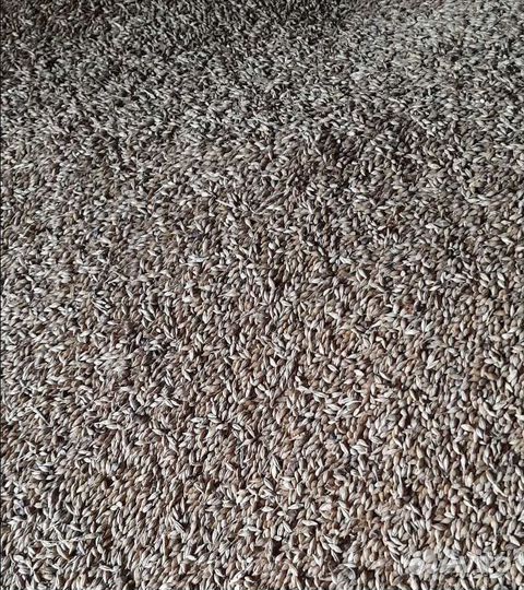 Фуражная пшеница, Подсолнечник корма