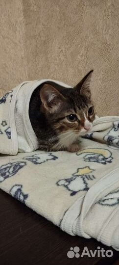 Котёнок самый лучший в мире