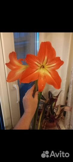 Гиппиаструм сортовой