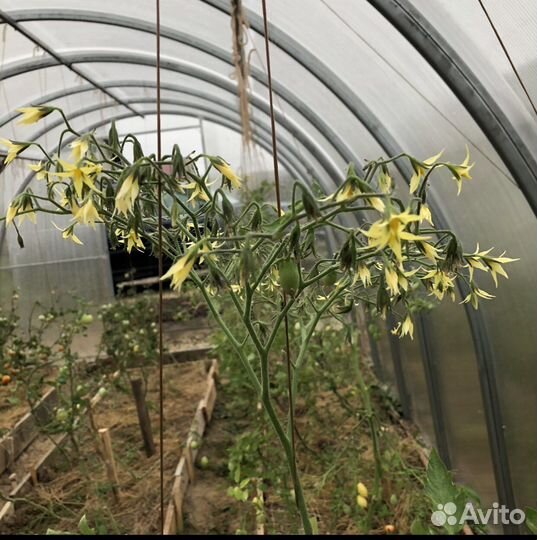 Рассада томатов « Сумасшедшие вишни Барри»