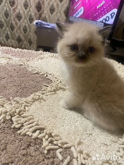 Кошки в добрые руки