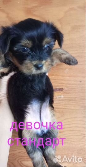 Йоркширский терьер и Бивер йорка щенки