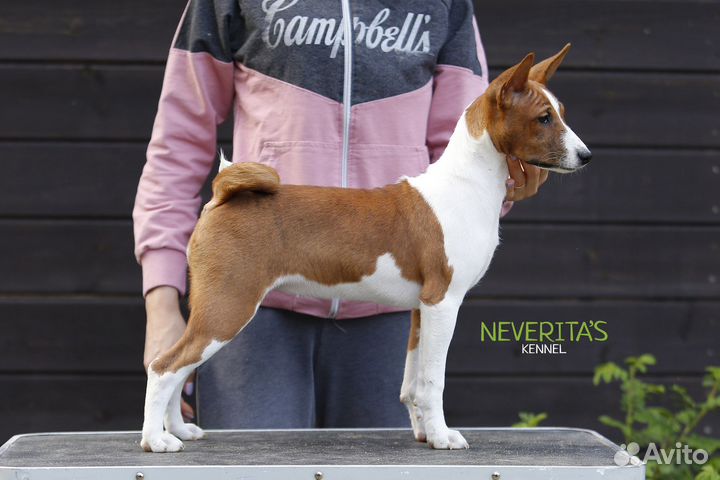 Басенджи щенки