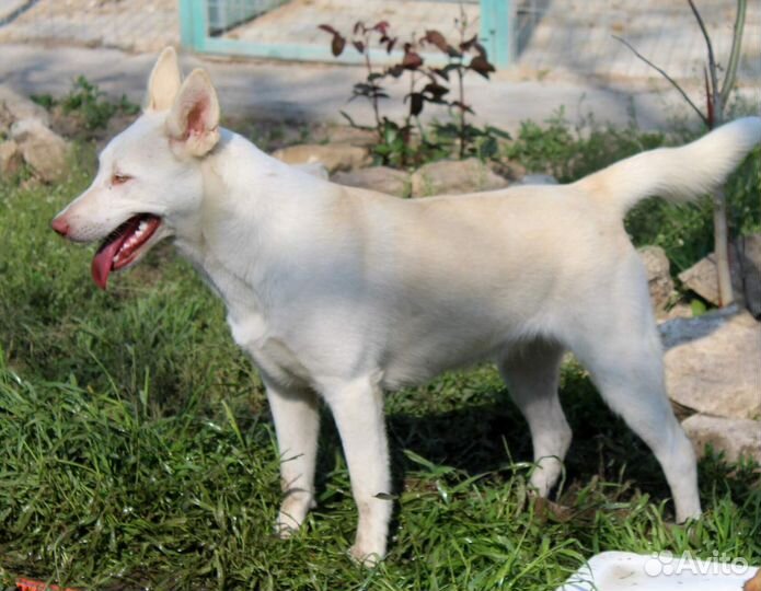 Швейцарская овчарка