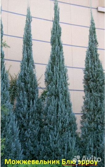 Хвойные Растения с доставкой - Alena.park