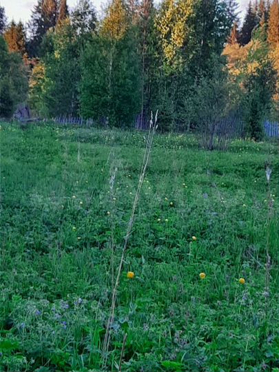 Участок 15 сот. (СНТ, ДНП)