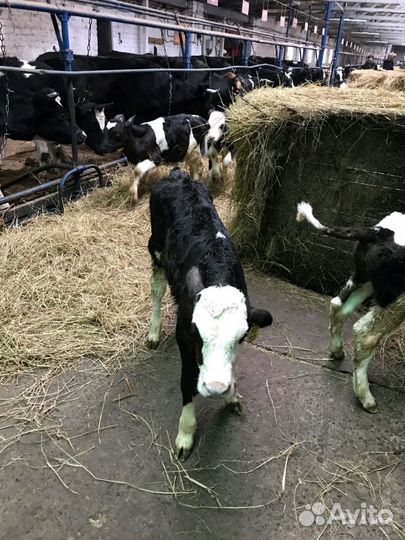 Продаём телят помесь с Абердином