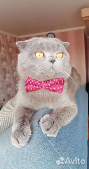 Кот Михаил ищет подругу