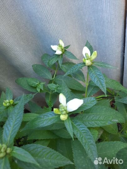 Хелоне садовый многолетник