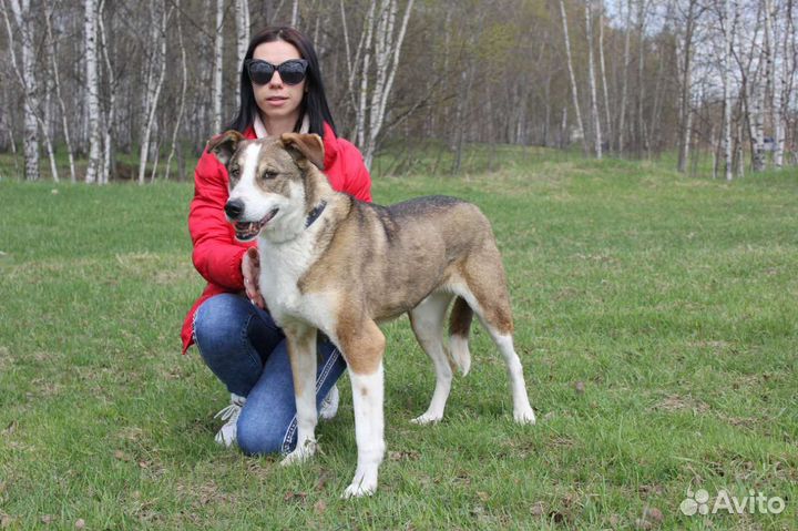 Собака-мечта, хоть и без породы