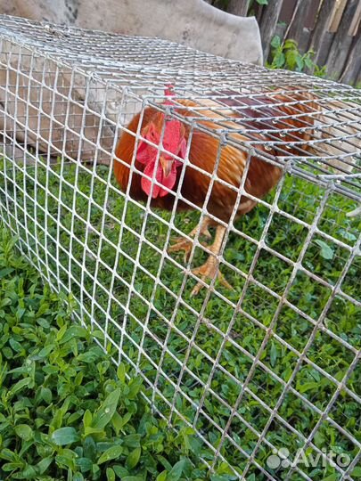 Питух красный