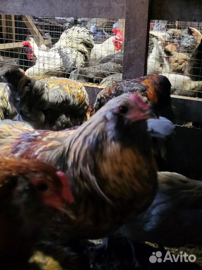 Петухи амераукана