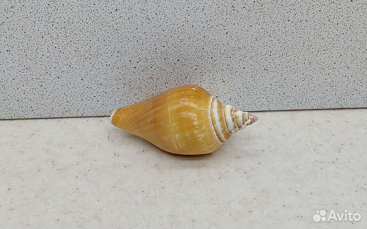 Стромбус 6 морская ракушка раковина