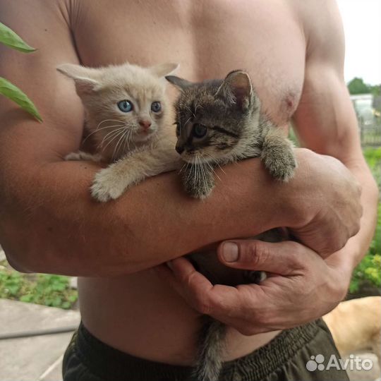 Котята в добрые руки бесплатно