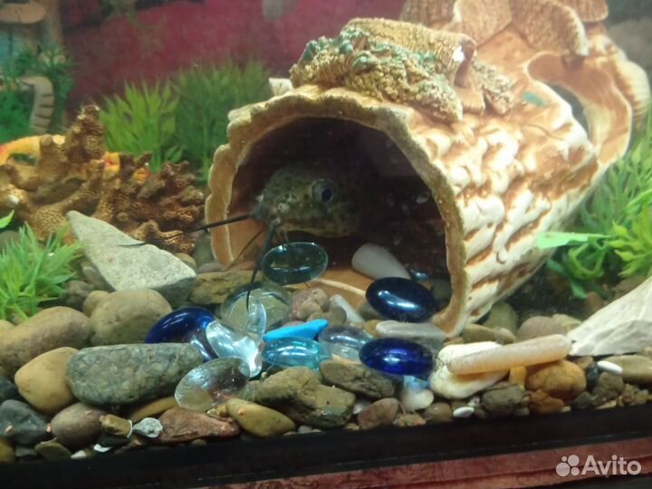 Продам сома перевëртыша 15см