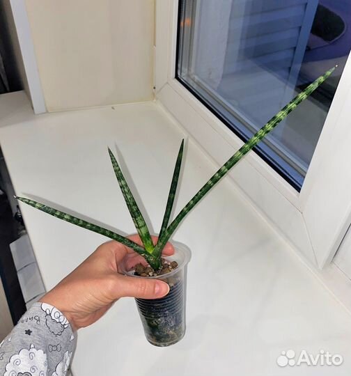Сансевиерия цилиндрика