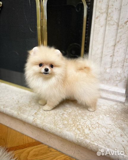 Шпиц малышка