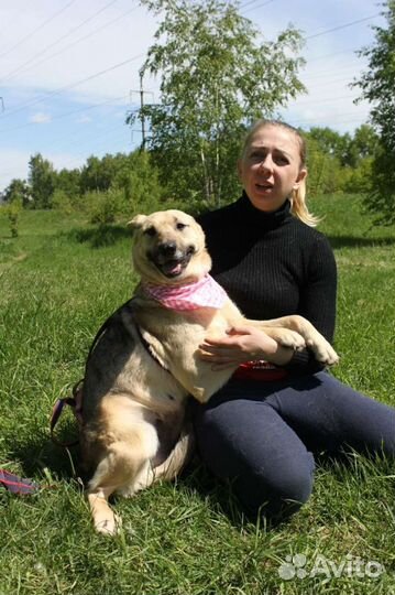 Добрая собака нуждается в доме