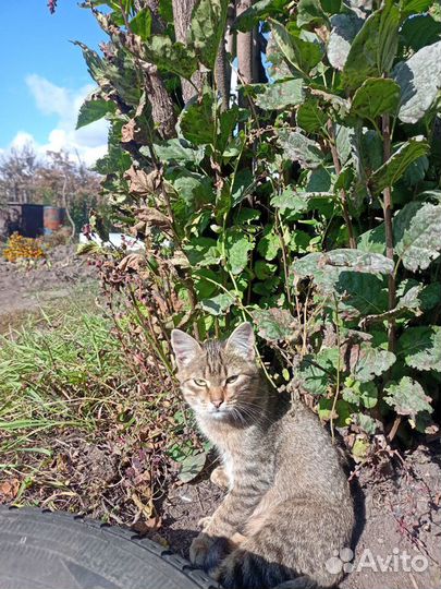 Молодой котик в добрые руки