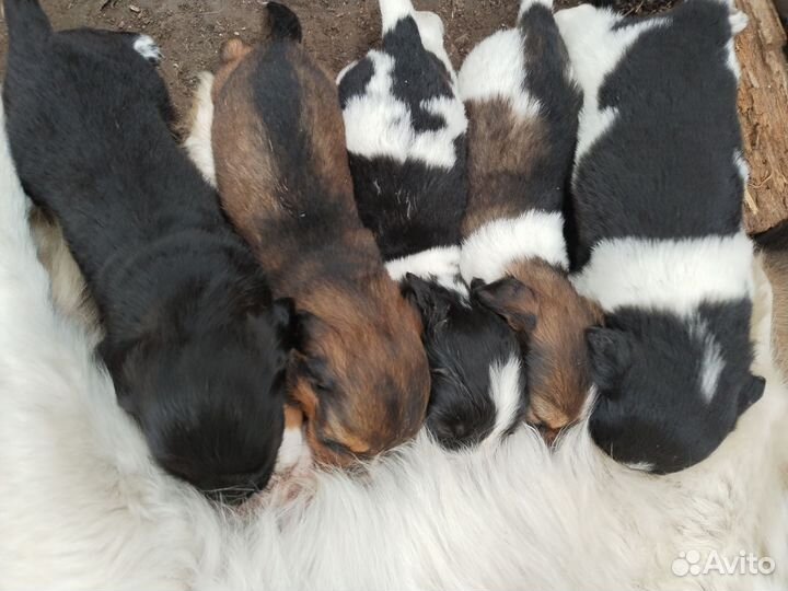 Собака в добрые руки отдам бесплатно щенки