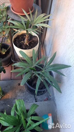 Пальмы Вашингтония