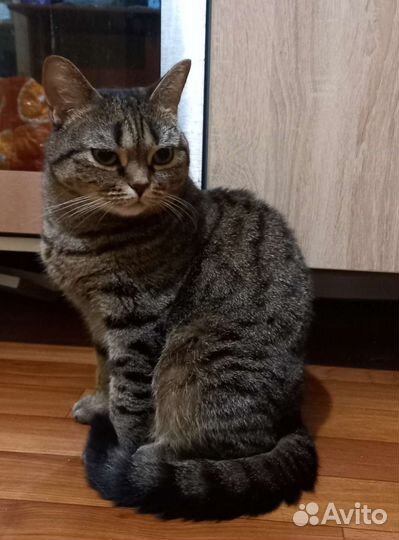 Кошка 1,5 года