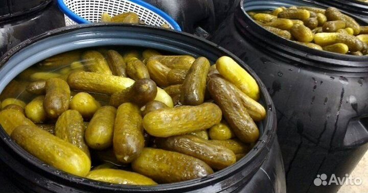 Маринованные огурцы оптом