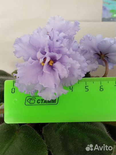 Фиалка (детки)