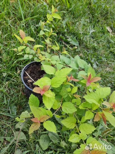 Спирея японская, голд