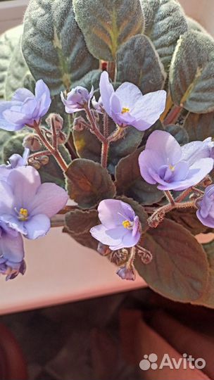 Фиалки цветущие в горшке