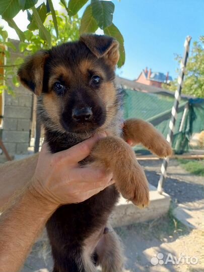 Щенки немецкой овчарки