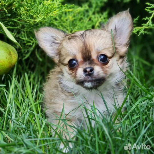 Щенки чихуахуа длинношерстные мини