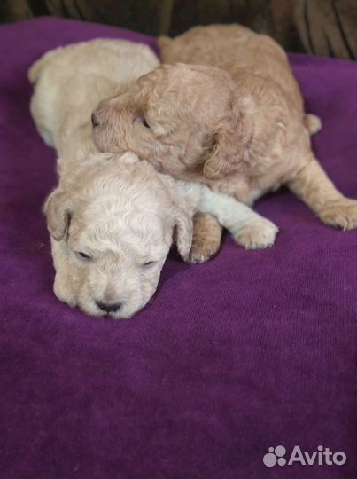 Карликовый пудель девочки