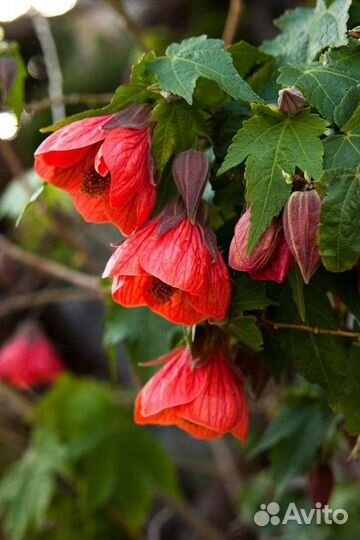 Абутилон комнатный