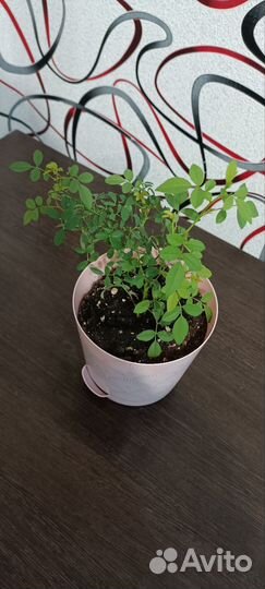 Роза комнатная