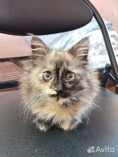 Котенок Дафна