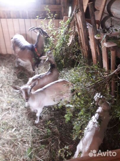 Козы и козлята
