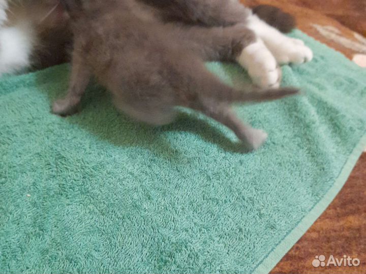 Отдам бесплатно катенка 13 дней от рождения